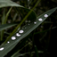 feliciavarzari.com favicon